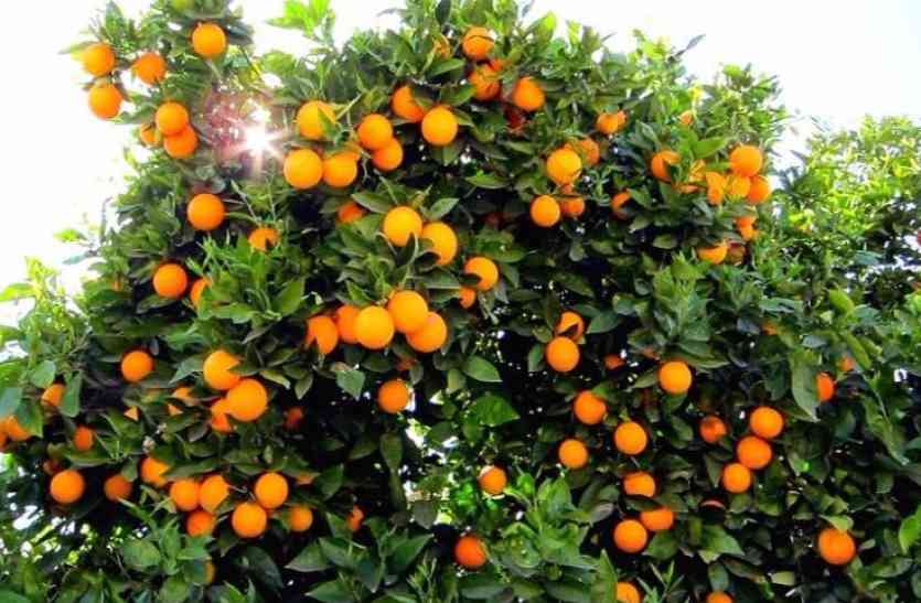 oranges.jpg