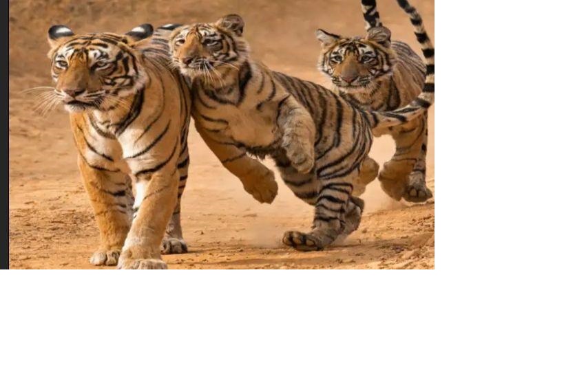 रणथम्भौर में दिखा 'कोहिनूर...जिसने भी देखा वो बोला 'ओ माई गॉड'