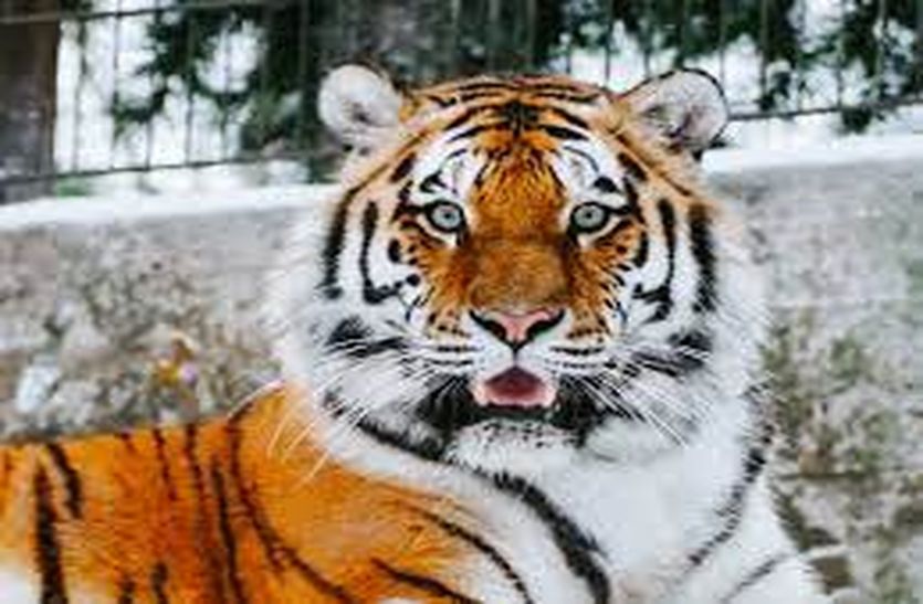 Tiger Reserve : अब यहां आदमियों की जगह रहेंगे टाइगर