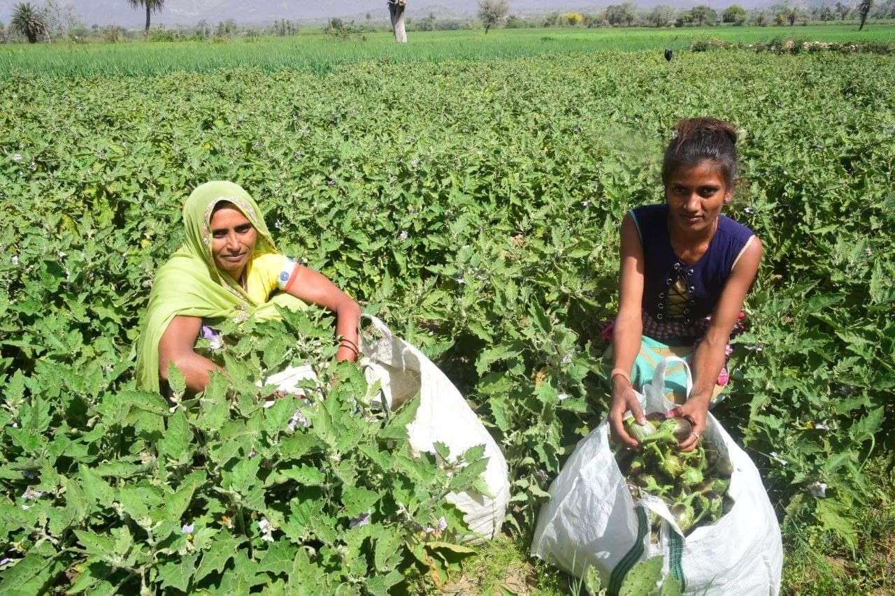 पादरड़ा के किसानों ने गढ़ी अपनी किस्मत 