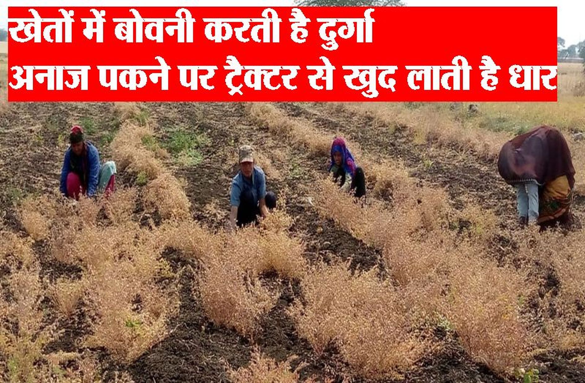 महिला दिवस ....खेतों में बोवनी करती है दुर्गा अनाज पकने पर ट्रैक्टर से खुद लाती है धार (देखे वीडियो)