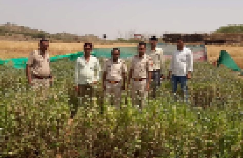 700 वर्ग मीटर भूमि पर पर किसान ने कर दी अफीम की खेती, नारकोटिक्स ब्यूरो ने की कार्रवाई