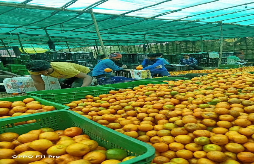 Jhalawar News, Jhalawar Orange Production संतरा भरेगा झौली, किसानों की जेब में आएंगे 100  करोड़