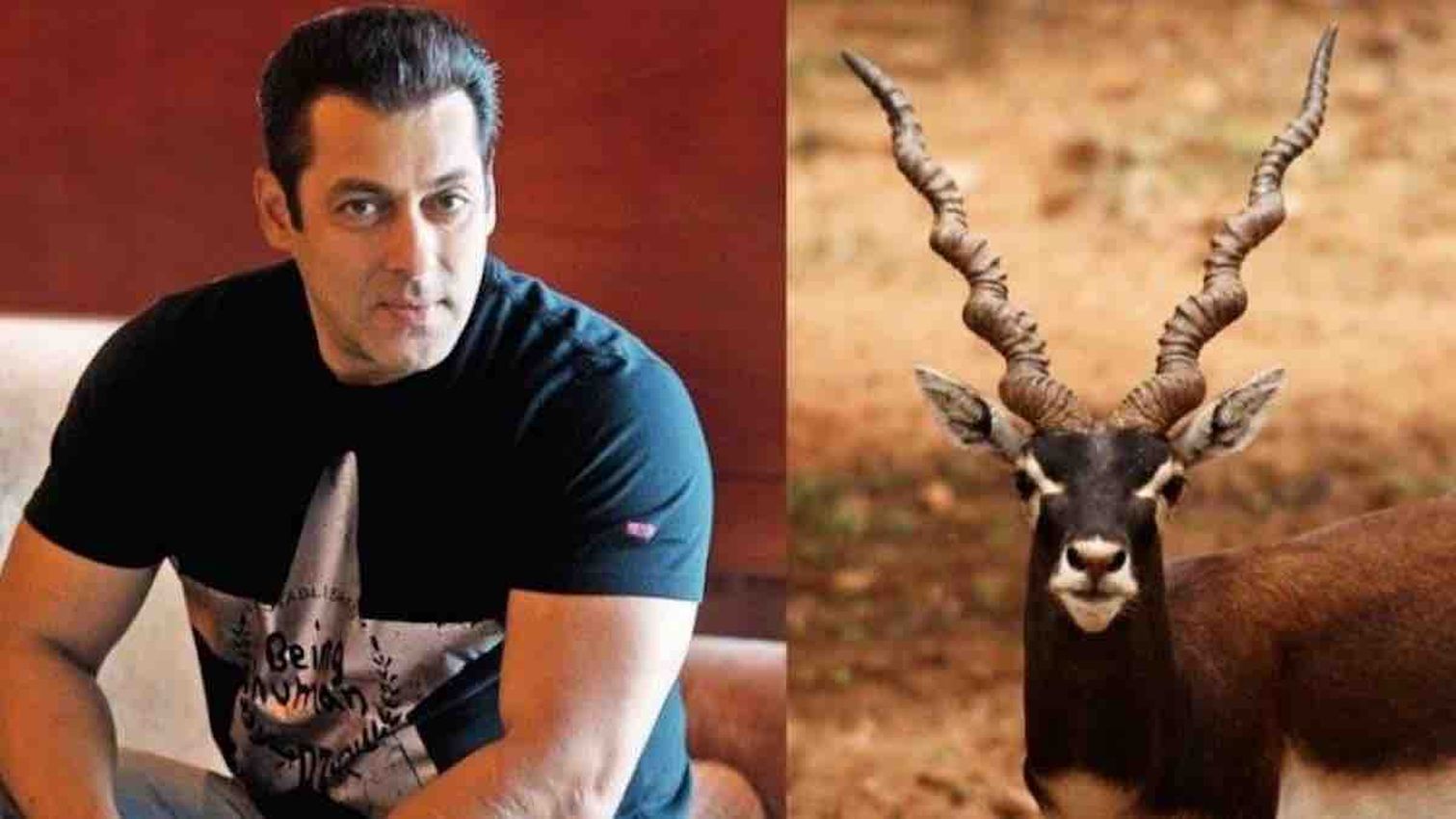 Salman Khan - काले हिरणों के शिकार मामले में सलमान खान की याचिका स्वीकार