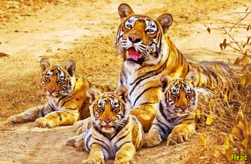 tiger_cubs.png