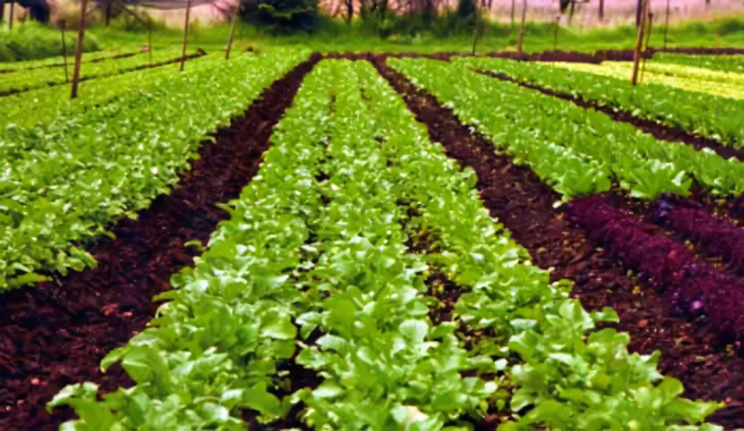 पॉली हाउस, ड्रिप इरीगेशन जैसी तकनीक से कदमताल कर युवा किसान बरसात में कर रहे मिश्रित खेती