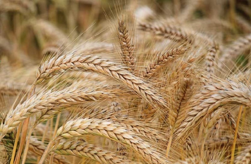 Barley prices: जौ की कीमतें आसमान पर, जाने क्या हैं फायदे और नुकसान