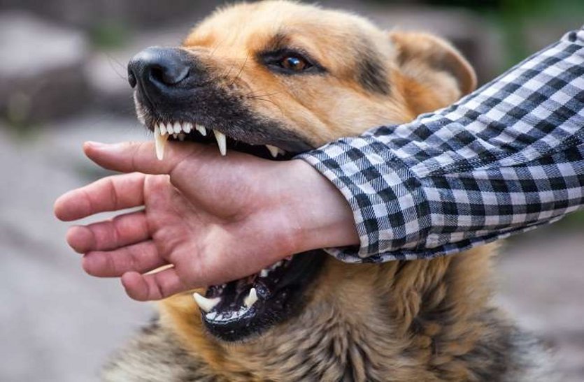Complaint reached CM helpline on dog bite