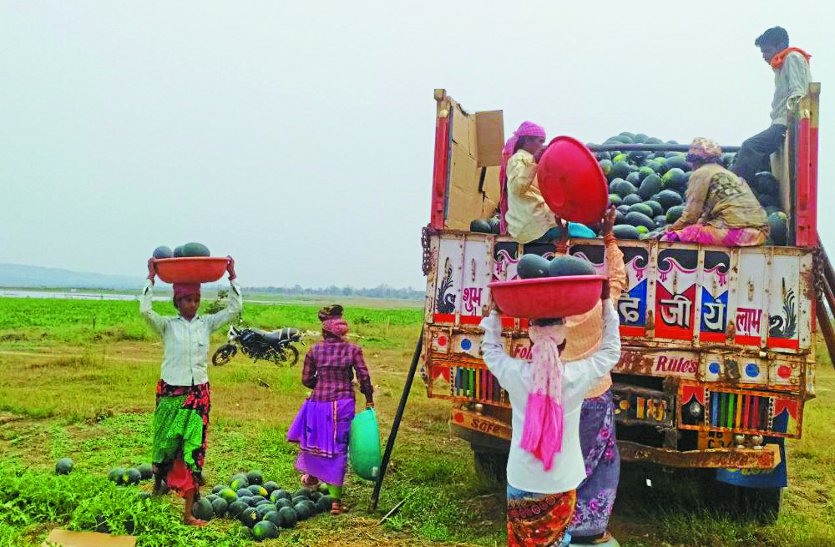 तांदुला के डूबान वाले गांव खल्लारी, बोरिद, धोबनी में 300 एकड़ में हो रही तरबूज की खेती, दूसरे राज्यों में भी मांग