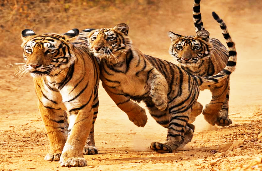 three_cubs_are_in_trouble_after_the_death_of_the_tigress.png