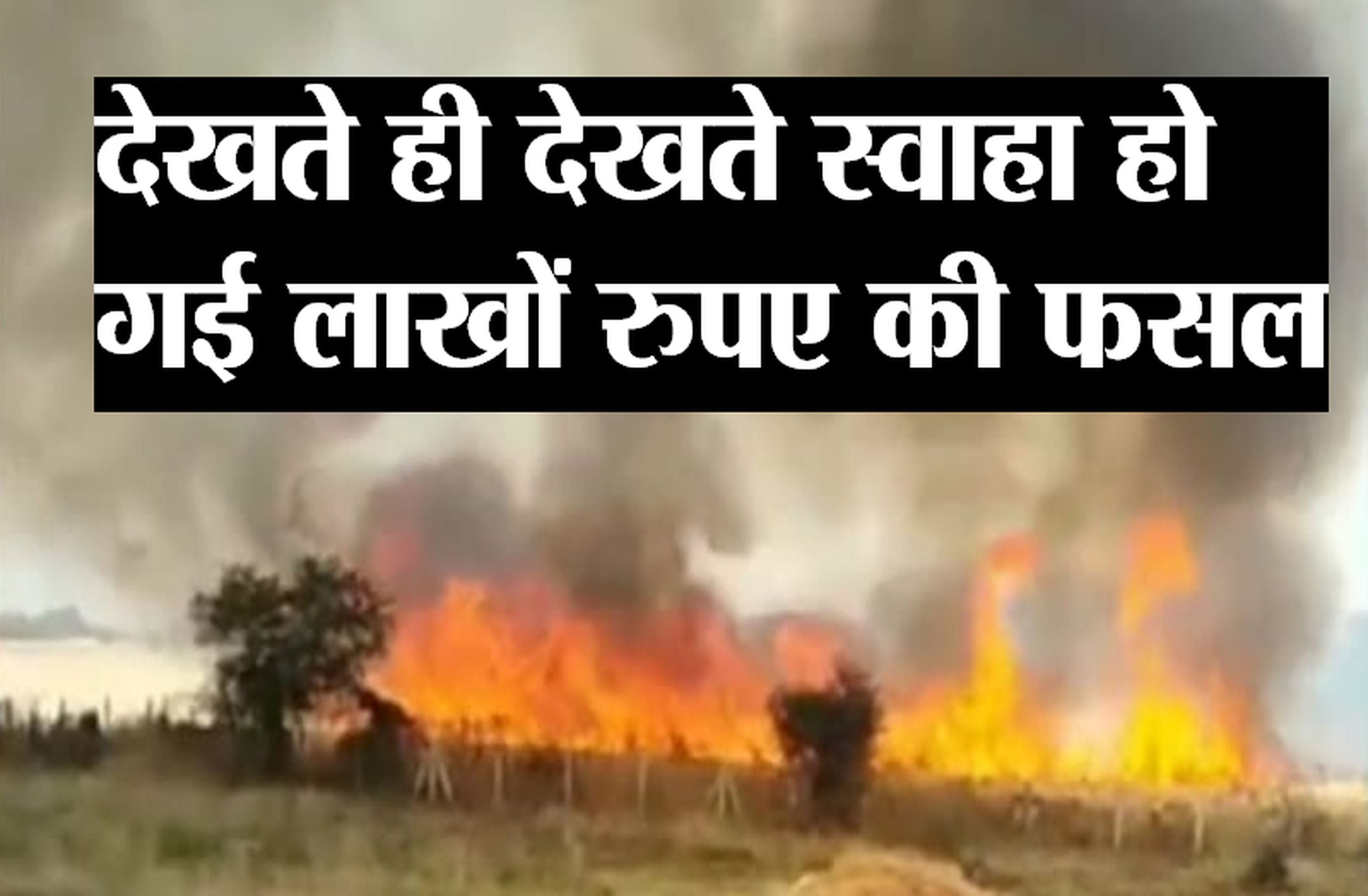 VIDEO अंचल में लगातार आगजनी के चलते खाक हो रही गेहूं की फसल