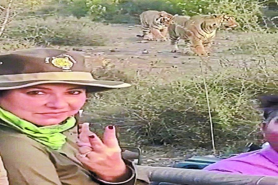 सरिस्का में क्रिकेटर तेंदुलकर की पत्नी बाघ-बाघिन देख हुई रोमांचित