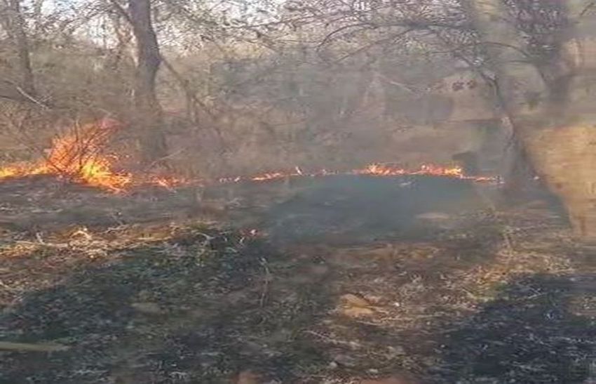सरिस्का के जंगल में लगी आग हुई बेकाबू, आज वायुसेना के दो हैलीकाप्टर आग बुझाने में जुटेंगे