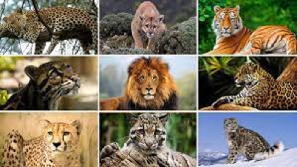  Vandalur zoo has lost as many as 12 big cats in just 15 months