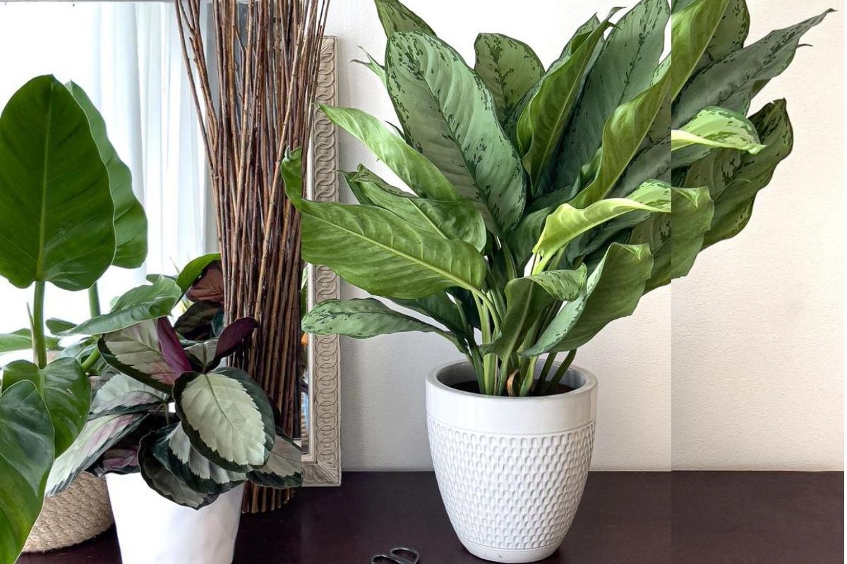 indoor_plants_are_very_helpful_in_giving_oxygen_and_absorbing_pollution.jpg