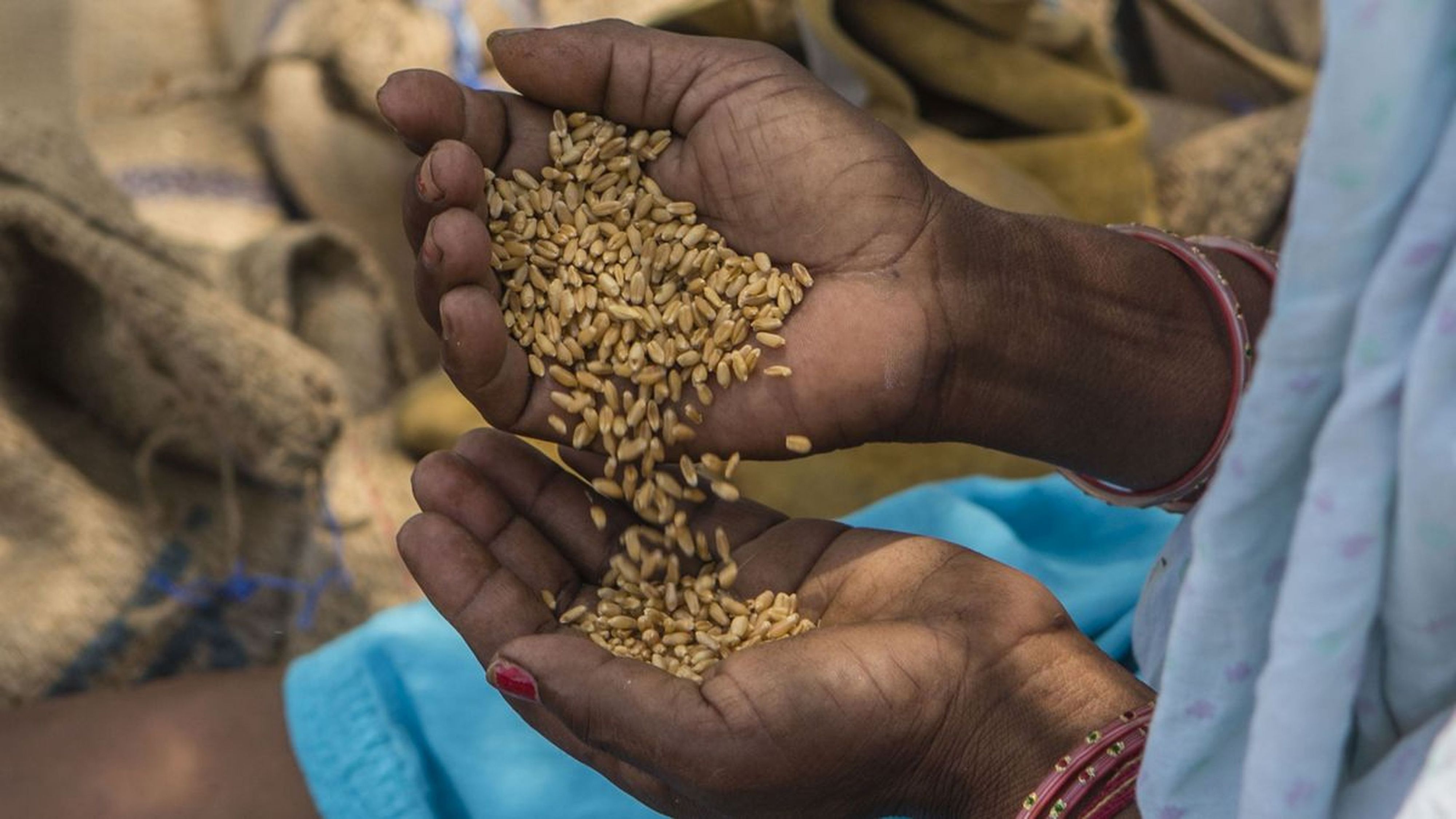 Rajasthan: अगले छह महीने तक मिलेगा 10 रुपए में 10 किलो गेहूं