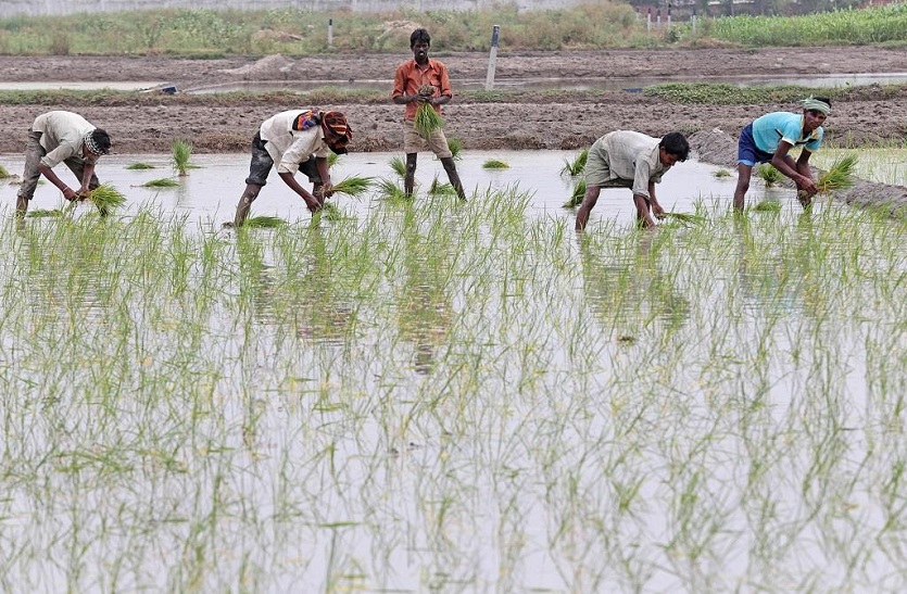 Basmati rice : बासमती चावल की आपूर्ति घटी, हुआ महंगा