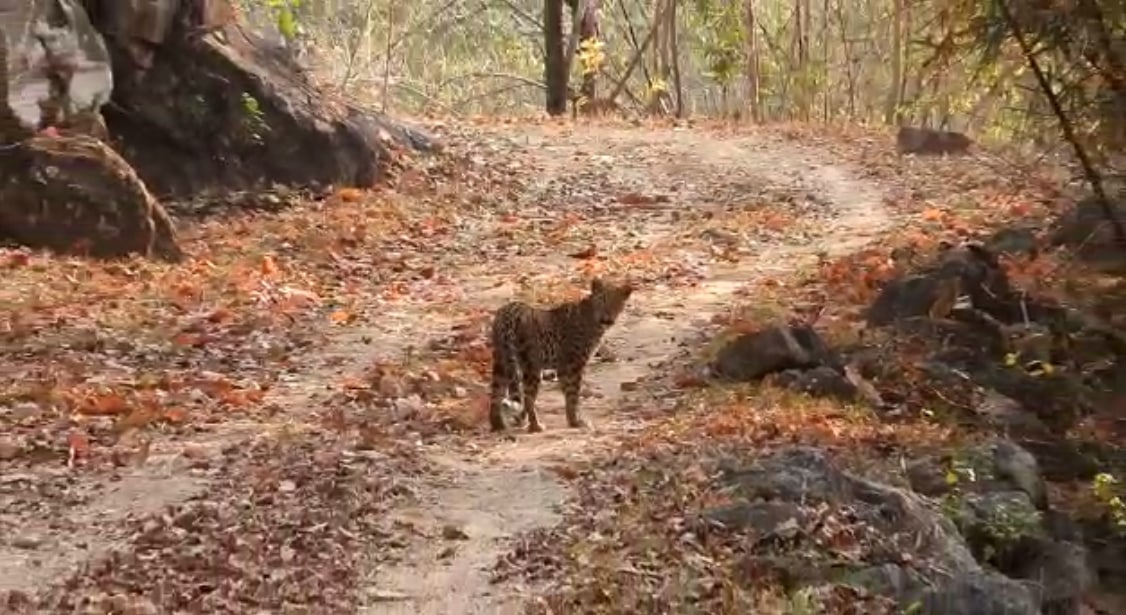 leopard in achanakmar