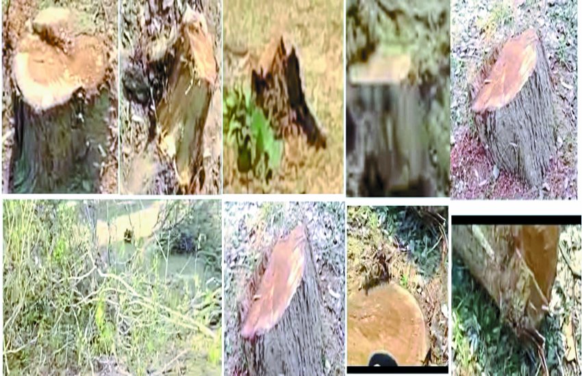 शासकीय जमीन के बंदरबाट की लालच में टीला सरपंच ने कटवा डाले हरे-भरे सैकड़ों पेड़
