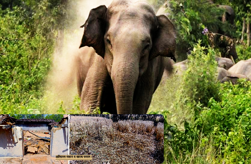 efforts_of_elephants.png