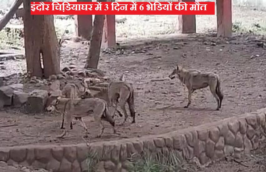 इंदौर चिडि़याघर में फैला रैबीज, तीन दिन में 6 भेडि़यों की मौत
