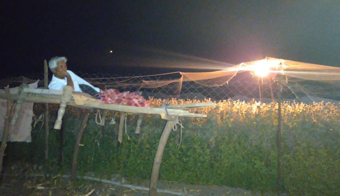 Opium farmers  अफीम किसानों का खेतों पर रतजगा, कर रहे फसल की सुरक्षा
