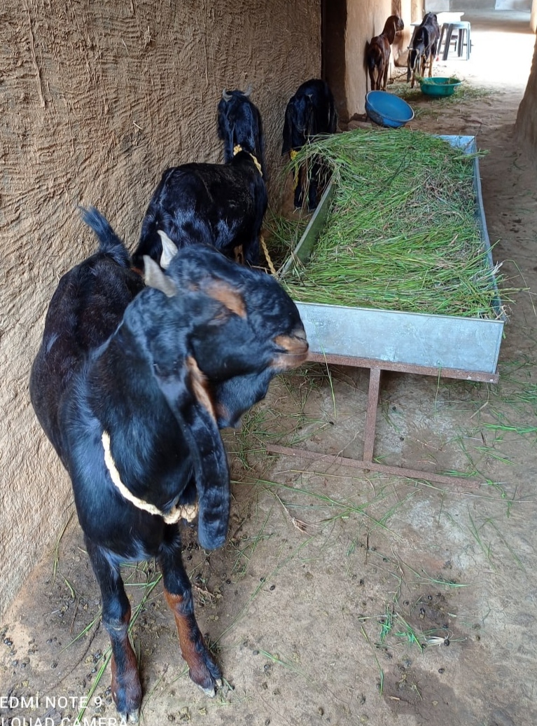 GOAT FARMING: 1.15 करोड़ का DMF GOAT PROJECT यूनिट फ्लॉप हुआ, फिर 89 नए शेड के लिए 5000 बकरियां खरीदी जाएंगी