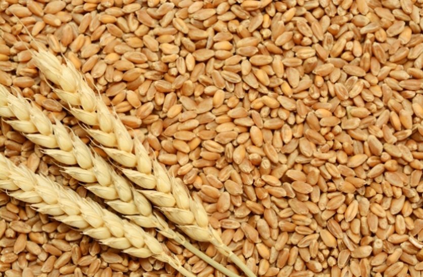 Free 35 kg wheat every month Sahariya, Khairwa and Kathodi tribe