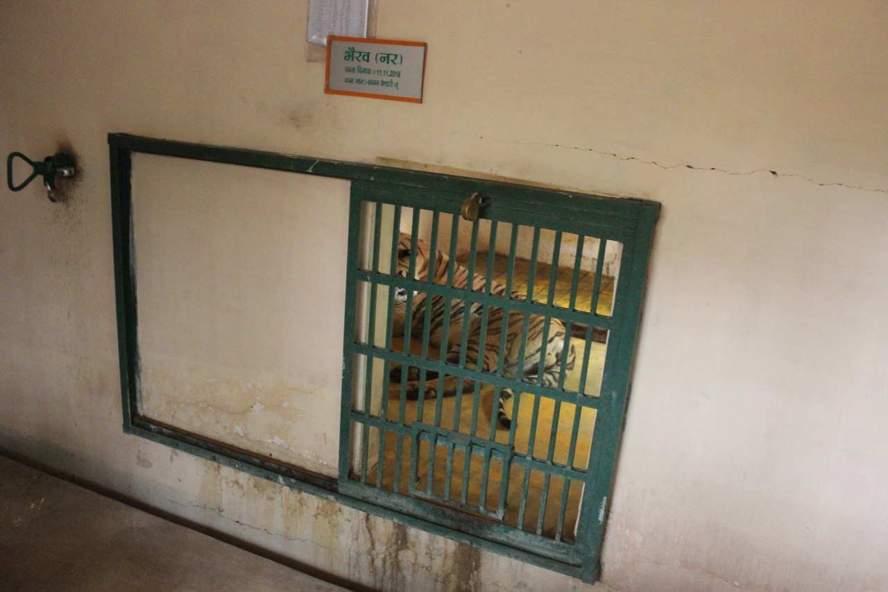 bhairav tiger in cage