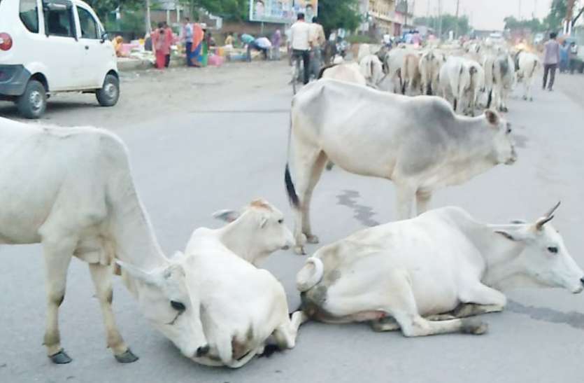 घर में एक गाय या भैंस ही रख सकेंगे, सड़क पर घूमते मिले तो 10 हजार रुपए तक लगेगा जुर्माना