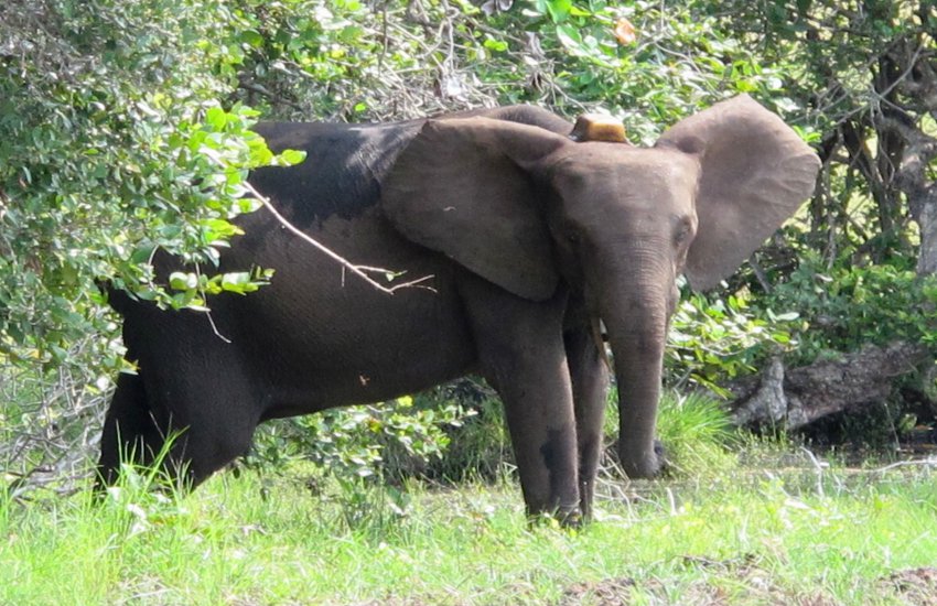 डर से भागने के दौरान गिरा शख्स, हाथियों ने कुचलकर दे दी दर्दनाक मौत