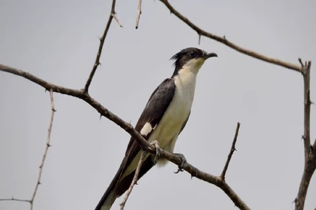 Jacobin Cuckoo, The Bird That Only Drinks Rainwater | ये पक्षी प्यास से तड़पता है फिर भी नहीं पीता पानी, जानें क्यों Jacobin Cuckoo, The Bird That Only Drinks Rainwater