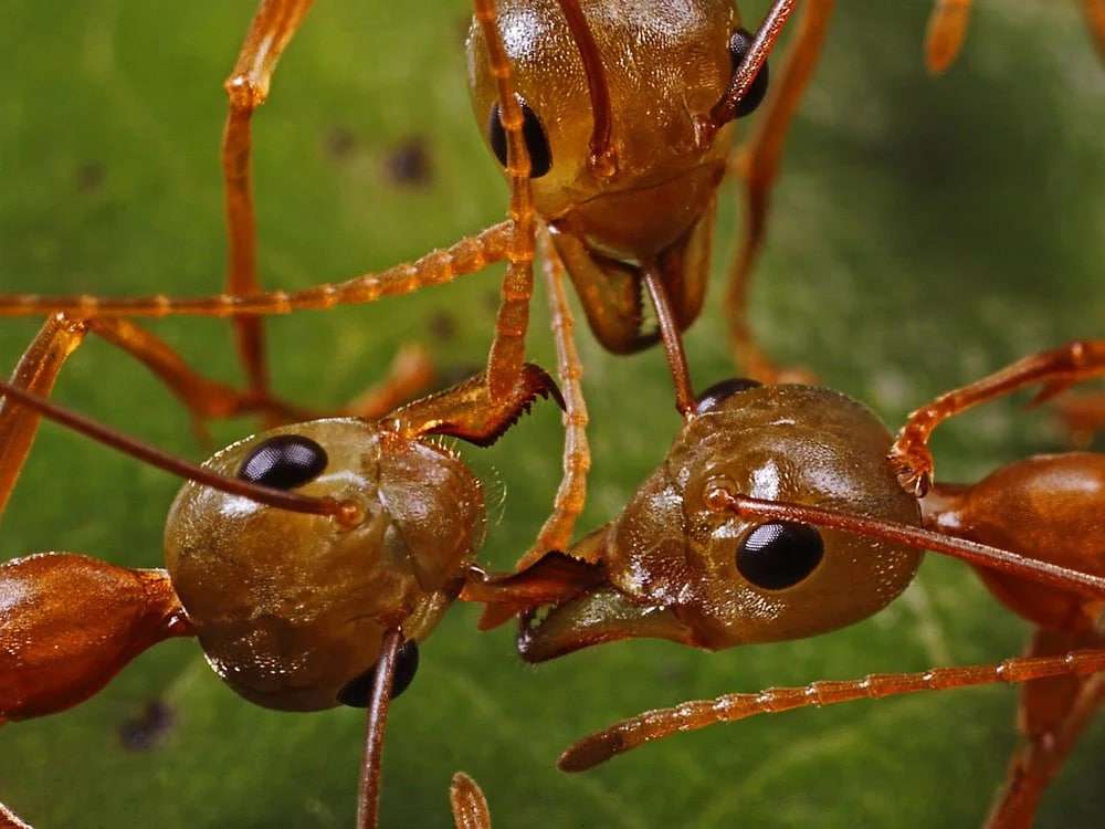 antt.jpg