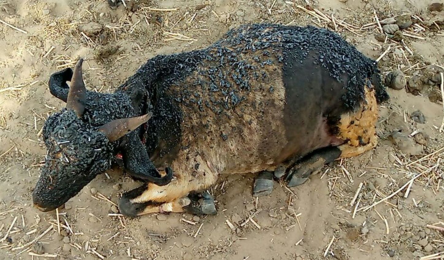 Fire news - आग से जिंदा जली 15 बकरियां, दर्दनाक Video देखकर आपकी रूह कांप जाएगी