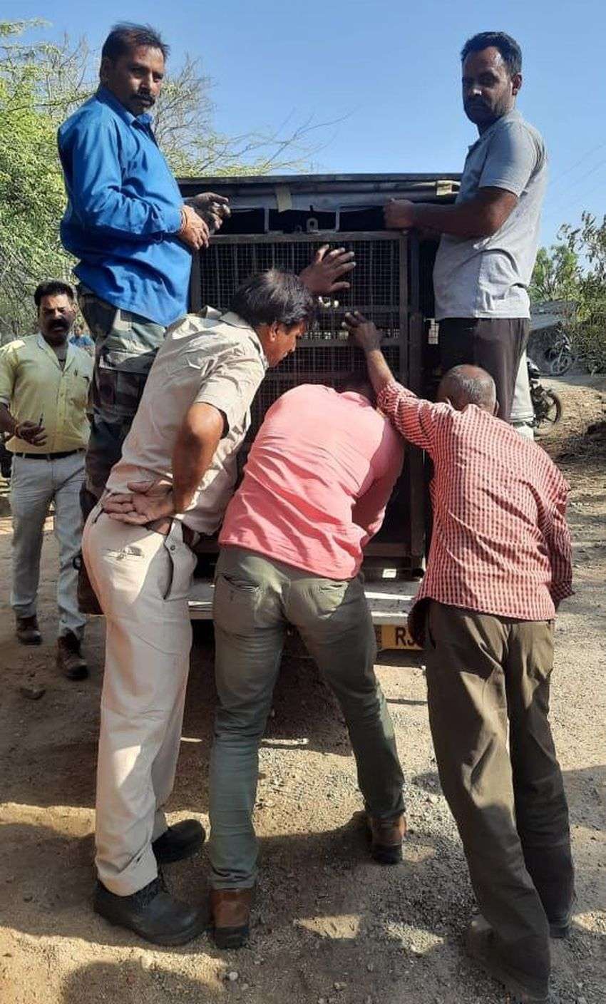 शिकारियों के क्लच वायर में फंसा पैंथर, तड़फ कर मौत
