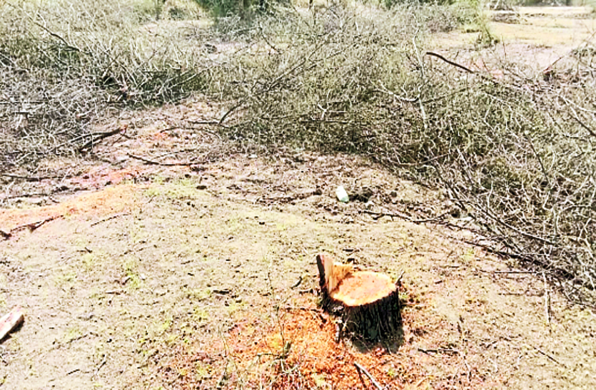 चरागाह भूमि से पेड़ों हो रही अवैध कटाई, अधिकारियों ने किया निरीक्षण