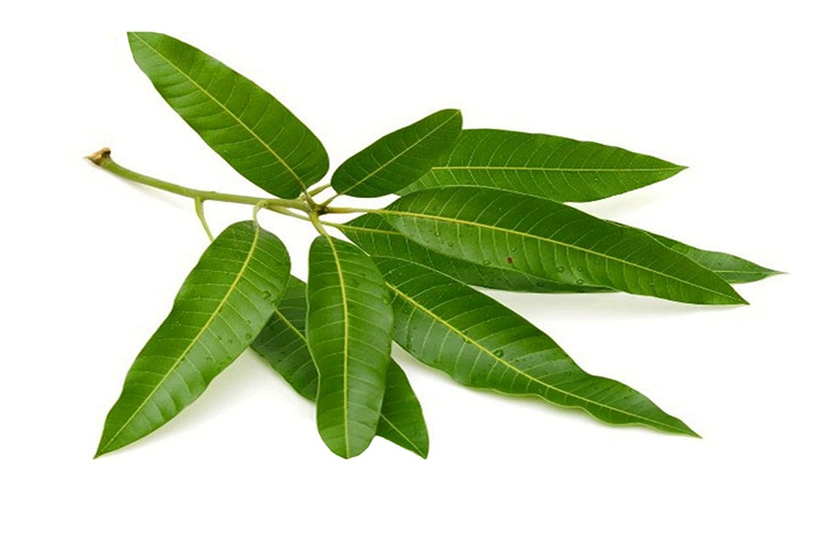 Benefits of Mango Leaves: जानिए आम की पत्तियों के भी हैं जबरदस्त फायदे, पेट की समस्या से लेकर कान दर्द तक राहत दिलाए