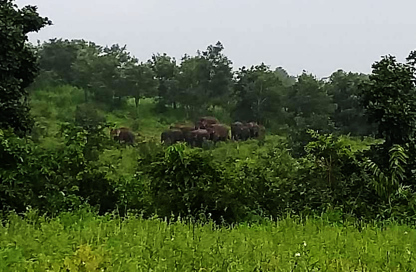 herd_of_chhattisgarh_elephants_singrauli_forest.png