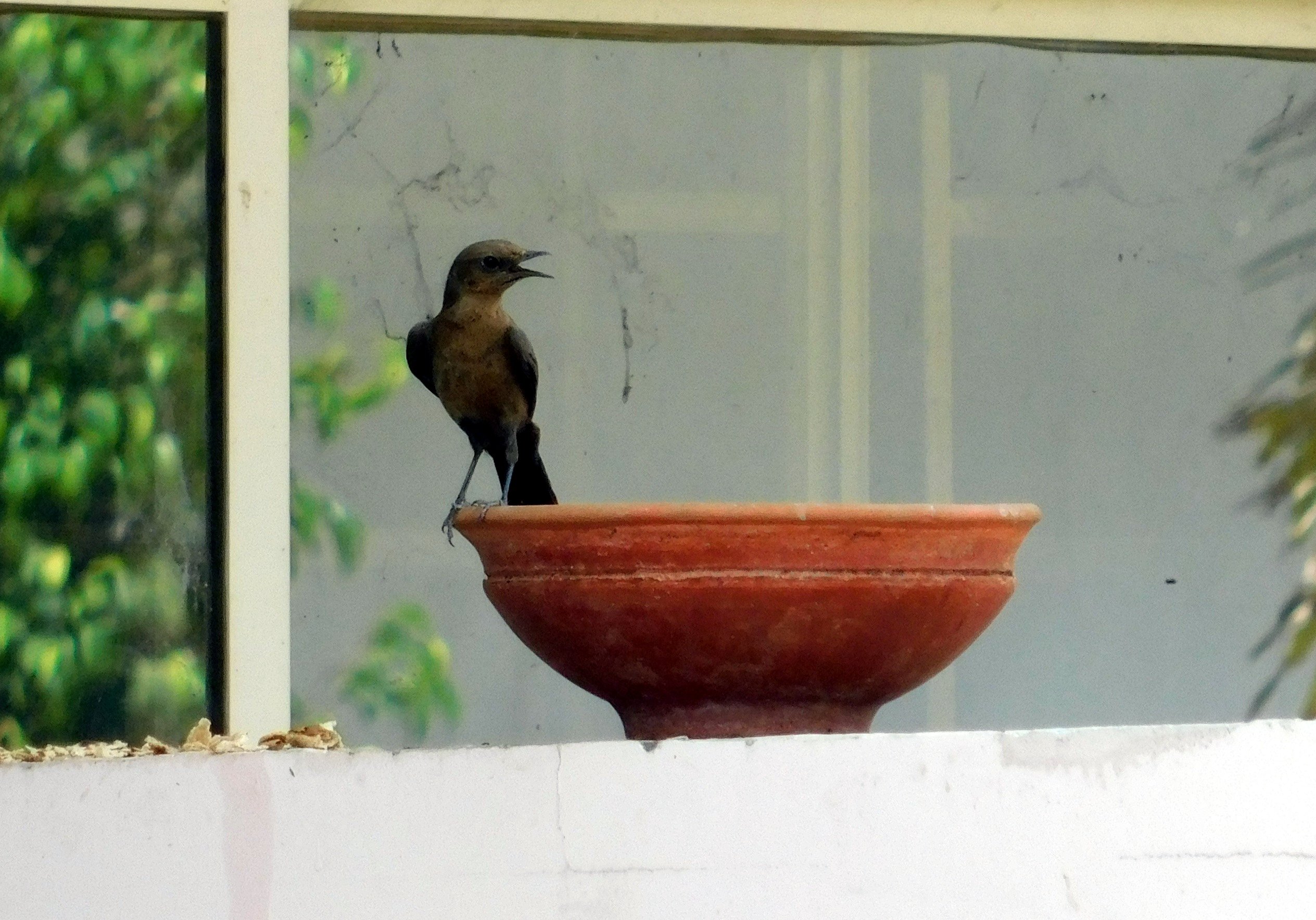 पक्षियों के सूखे कंठ को तर करने समाजसेवी घरों में रख रहे सकोरे
