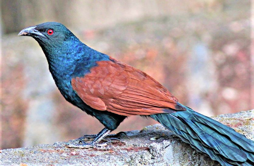 churu wild life news: रतन नगर बीहड़ क्षेत्र में नजर आए दुर्लभ पक्षी इंडियन ट्रीपाइ, क्रौ पीजेंट