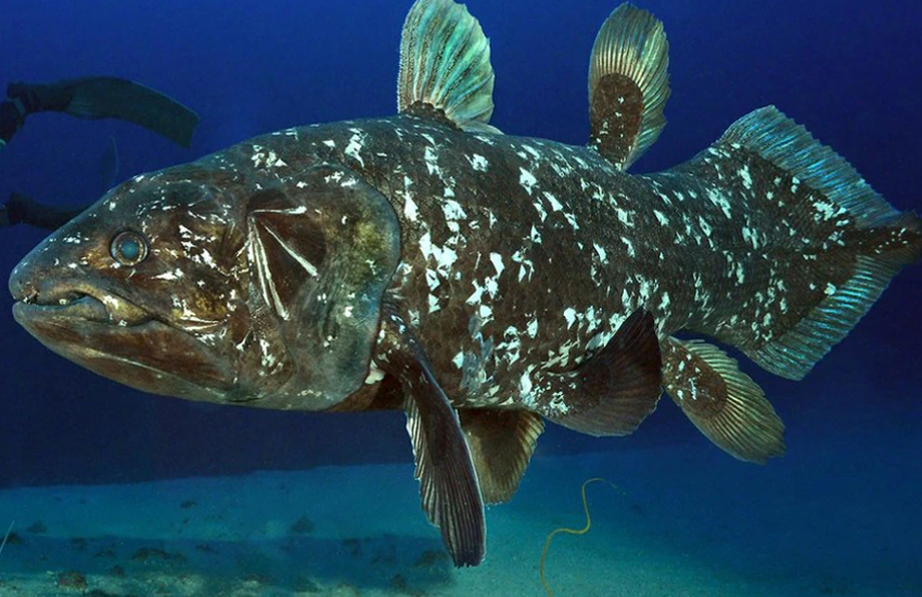 coelacanth fish 