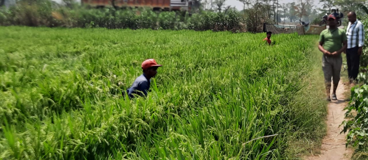 'नर-मादाÓ धान ने किसानों की बदल दी तकदीर