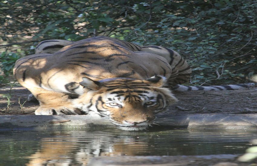 सरिस्का में सबसे उम्रदराज बाघ एसटी- 6 की एनक्लोजर में मौत, 16 साल थी उम्र
