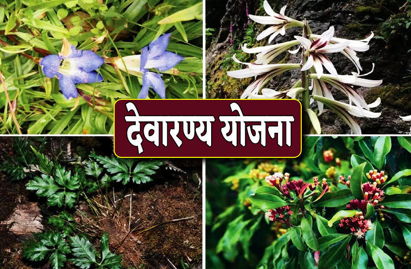 cultivation_of_medicinal_plants_will_be_done_under_mnrega_in_the_state_under_devaranya_yojana.png
