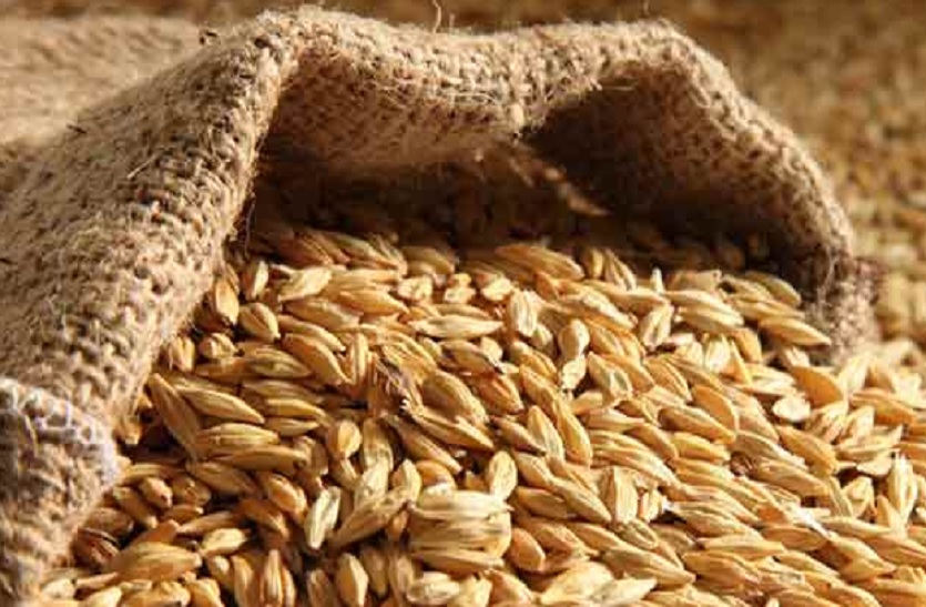 Barley prices record level: पैदावार घटने से जौ की कीमतें रिकार्ड स्तर पर पहुंची