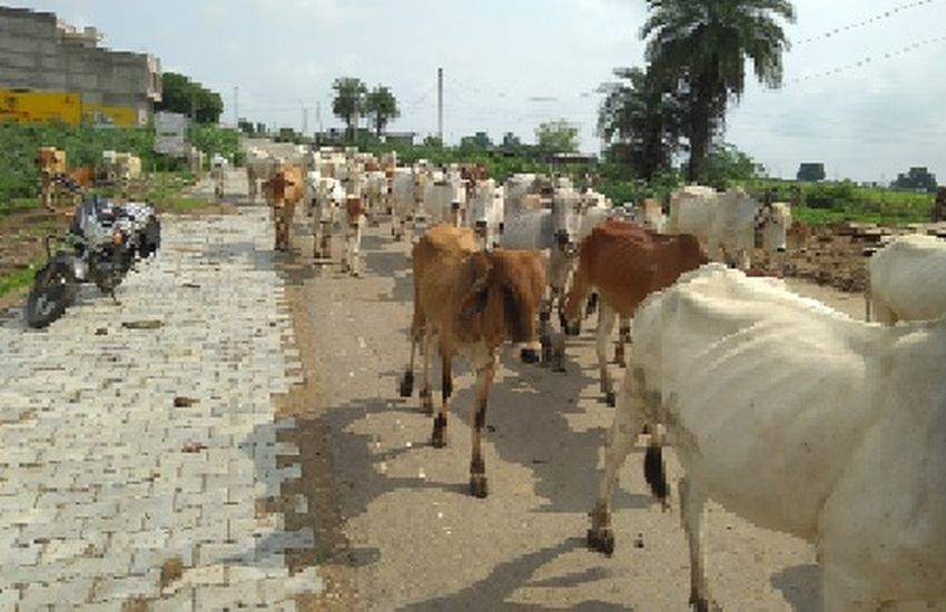 ये क्या.......मवेशी सड़कों पर और सरकार की नंदी गोशाला योजना फाइलों में