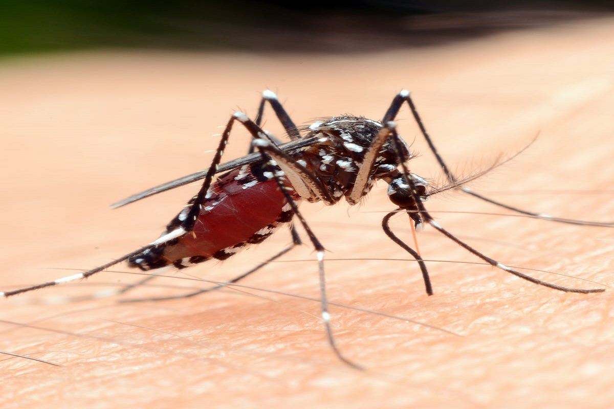 Health Tips: मच्छरों के कारण होती हैं ये गंभीर संक्रामक बीमारियां, जाने इनके लक्षण और बचाव