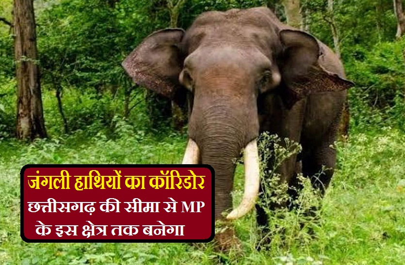 New Wild Elephant Corridor in india