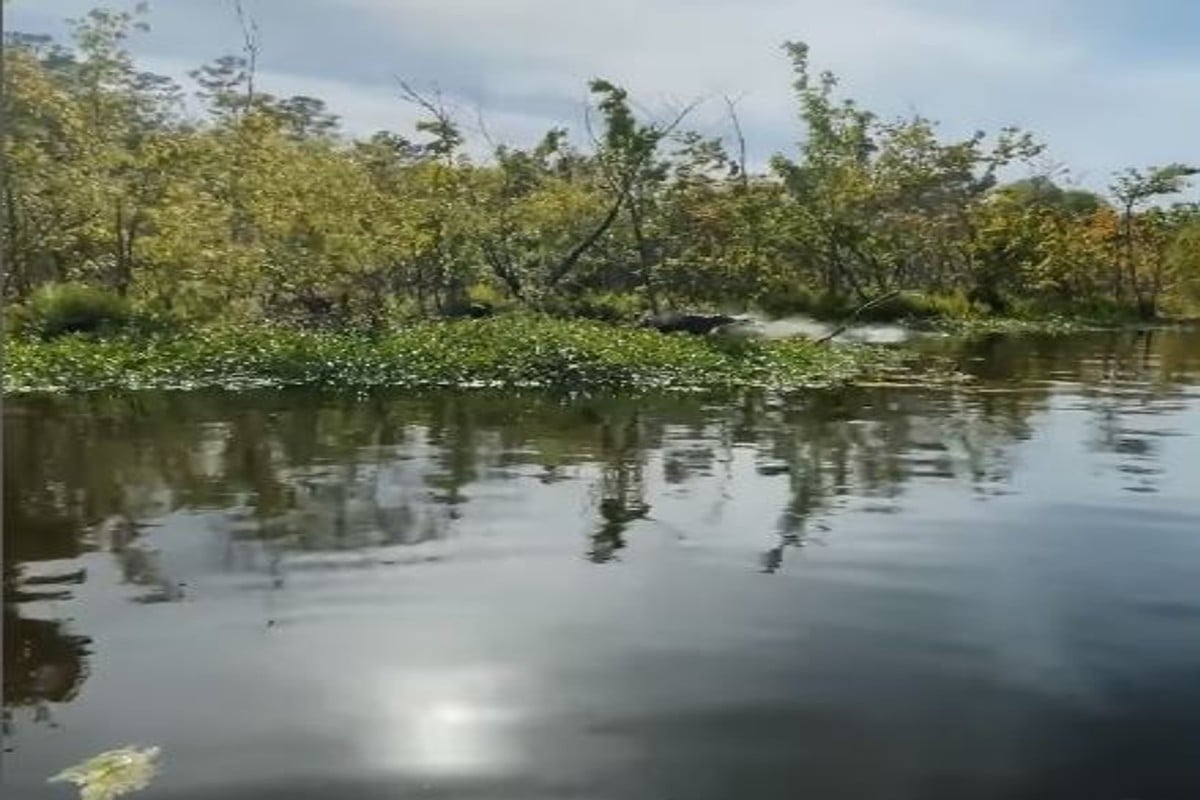 Dinosaurs Still Exist Viral Video Crocodile Jump In Water 