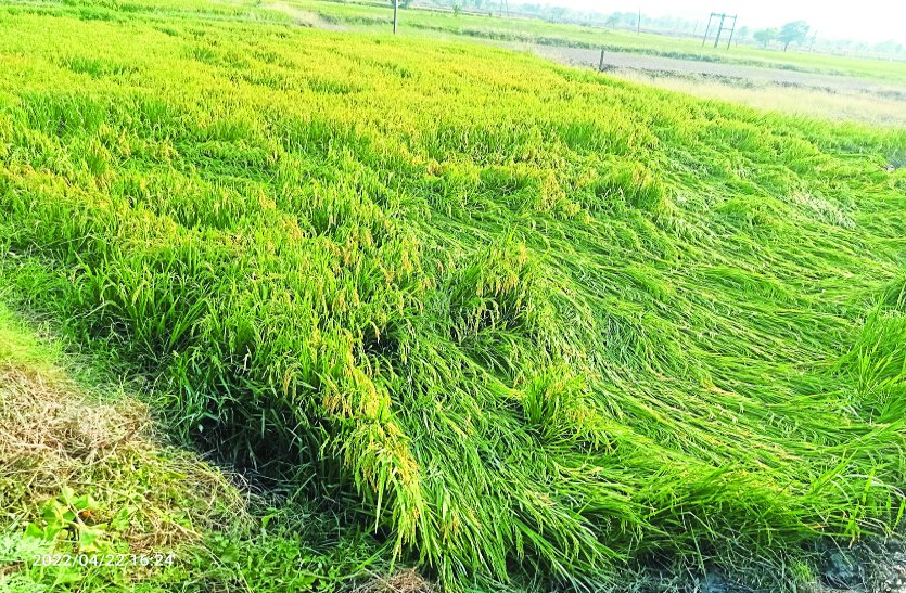 तेज हवा के साथ हुई बारिश से किसानों की फसल को भारी नुकसान